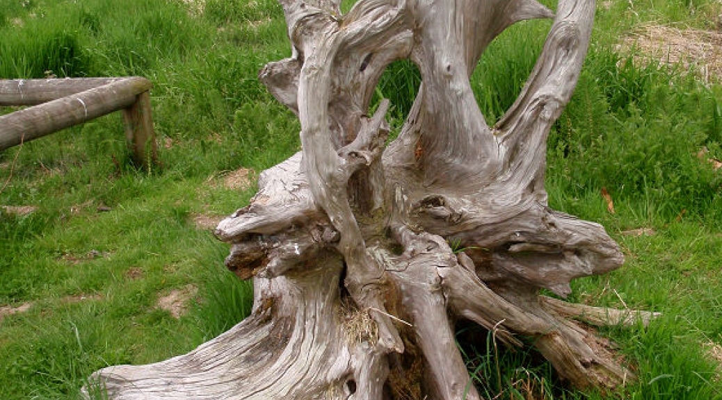 Mudbay Park Driftwood