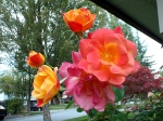 Our roses in second bloom