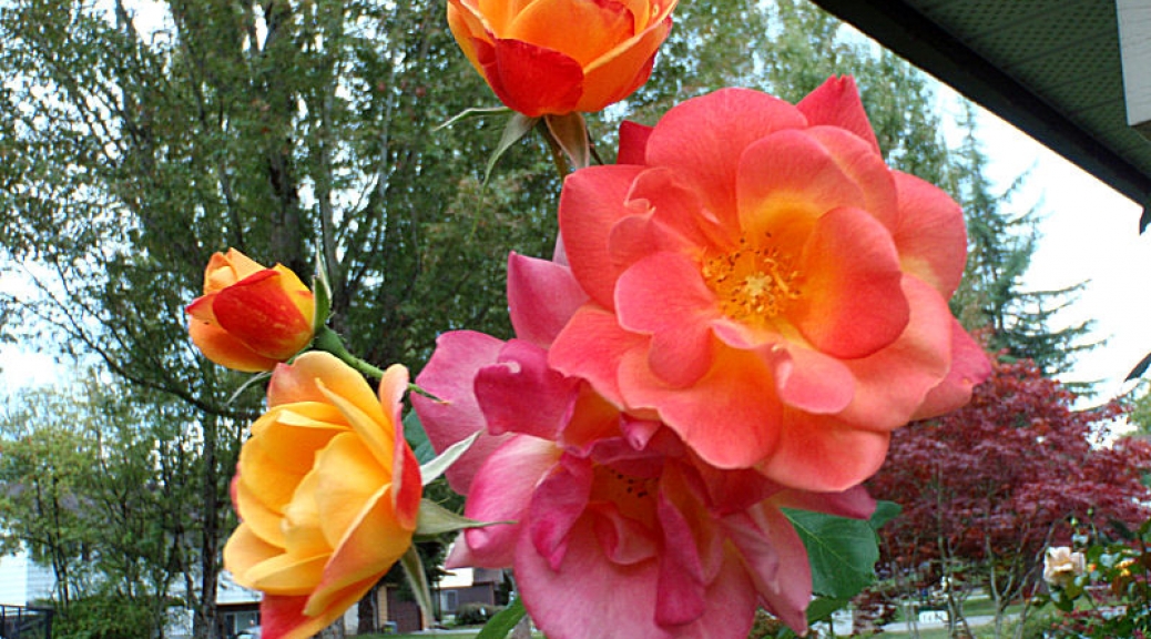 Our roses in second bloom