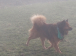 Max in the fog
