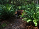 Max in the ferns