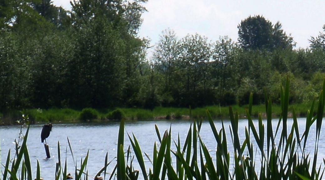 Surrey Lake, May 15 2009