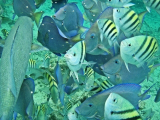 Fish feeding frenzy