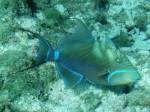 Queen Triggerfish