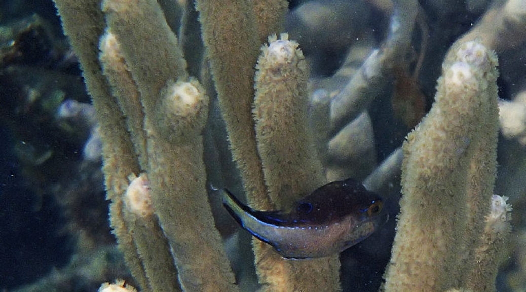 Baby pufferfish