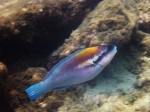 Curacao, May 2013 Parrotfish