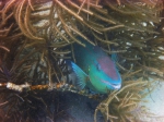 Parrotfish in the coral