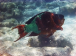 Rainbow Parrotfish