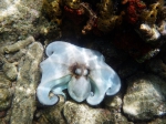 Octopus, Bonaire