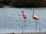 Famous Bonaire Flamingo