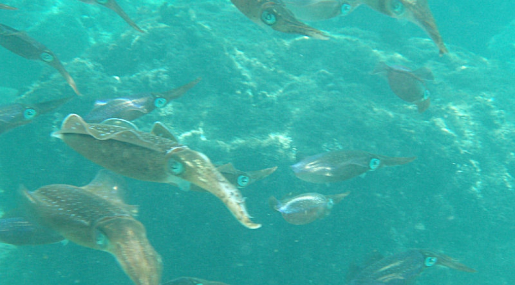 Caribbean reef squid