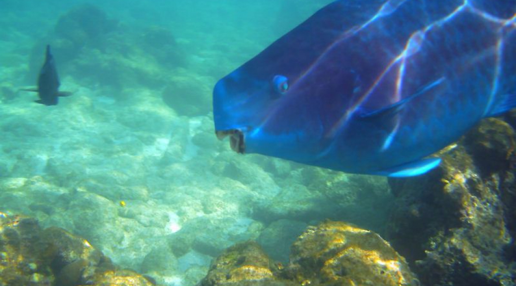 Blue ParrotFish