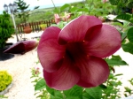 Pretty flower near the California Lighthouse