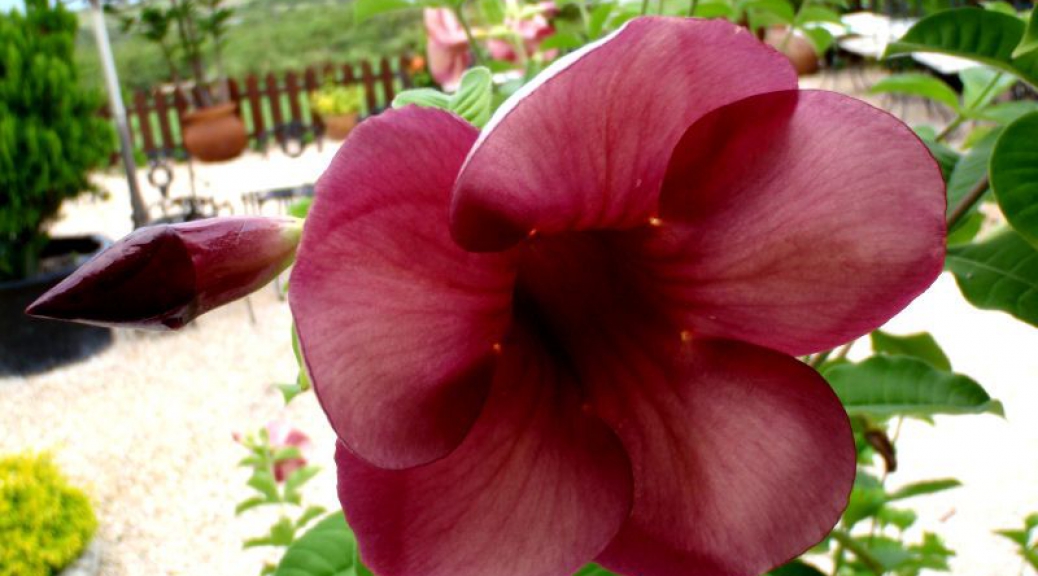 Pretty flower near the California Lighthouse