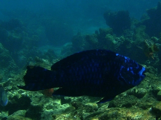 Midnight parrotfish