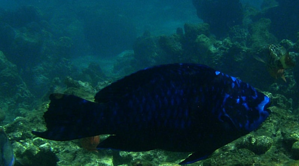 Midnight parrotfish