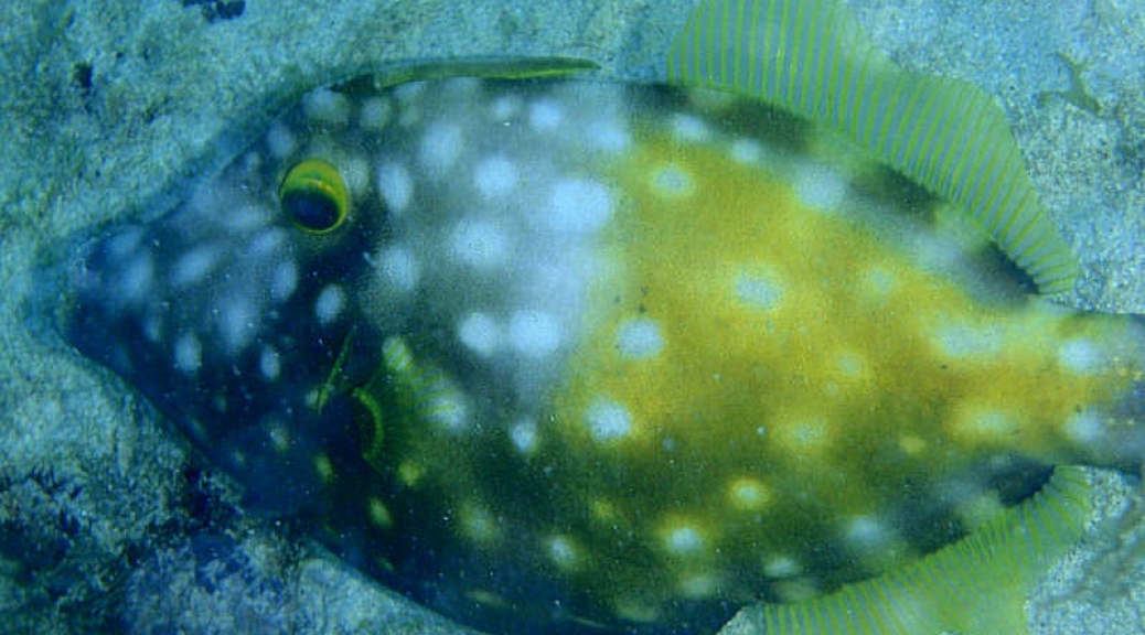 White spotted filefish