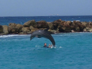 Dolphin Academy, Curacao