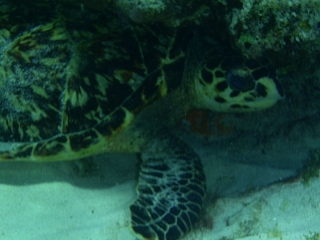 Hawksbill turtle