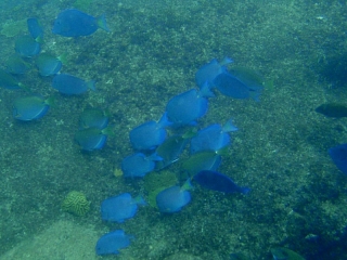 Blue tangs