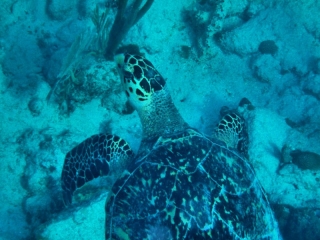 Turtle at Turtle Reef