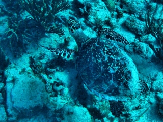 Turtle at Turtle Reef