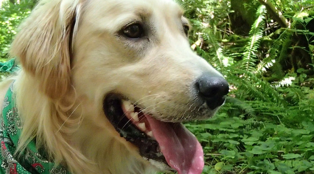 Bailey in Green Timbers Park