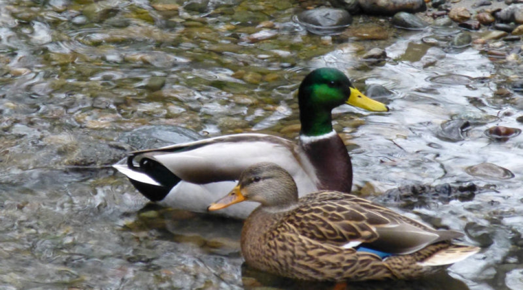 Two ducks in Bear Creek Park