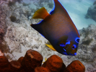 Queen Angelfish