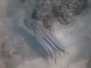 Octopus, Malmok Beach