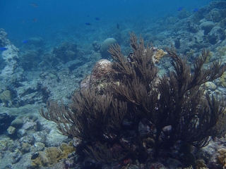 More Coral at Mangel Halto