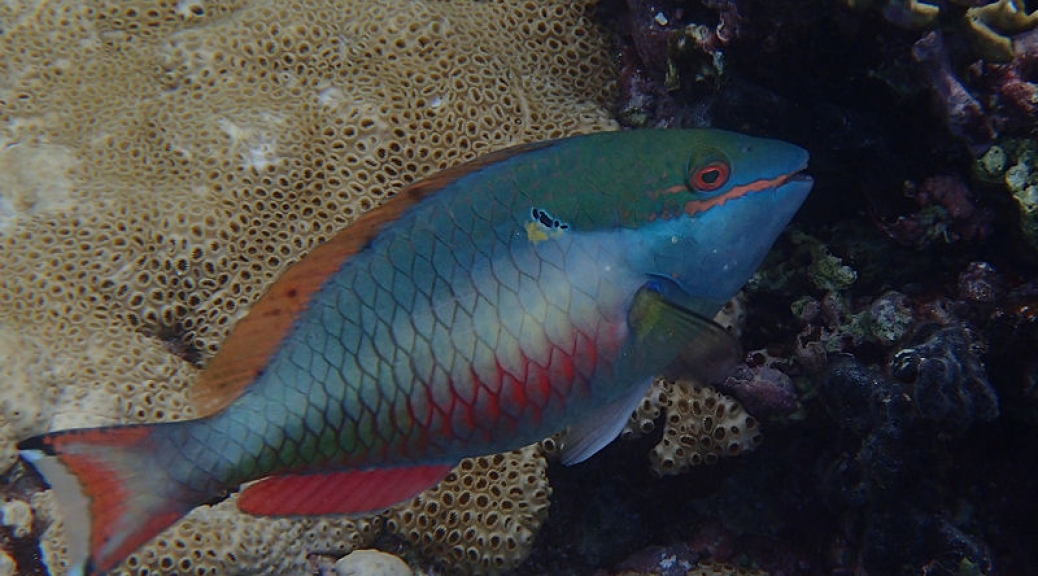 Parrotfish?