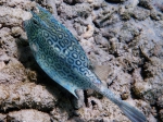 Honeycomb cowfish