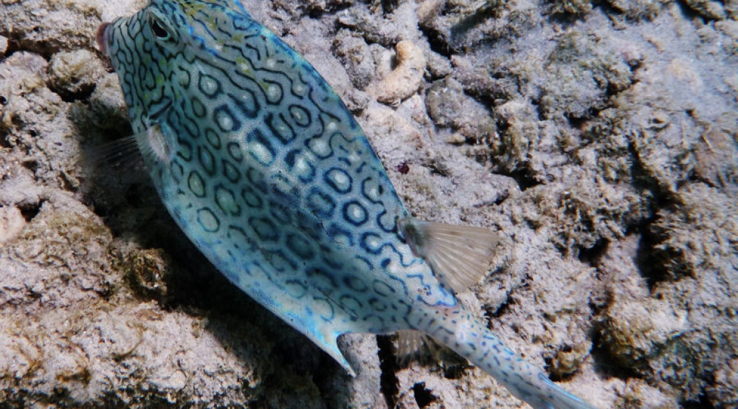 Honeycomb cowfish