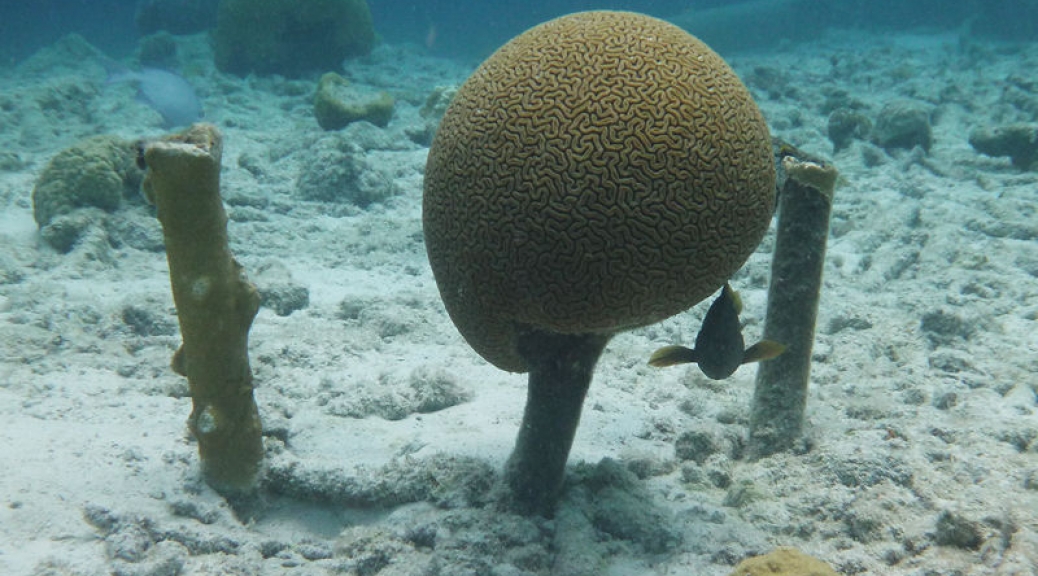 Unusual coral