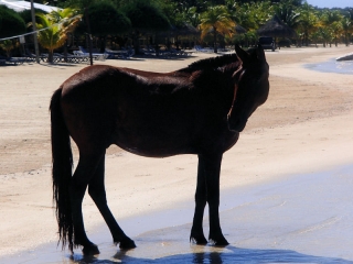 Thirsty traveller