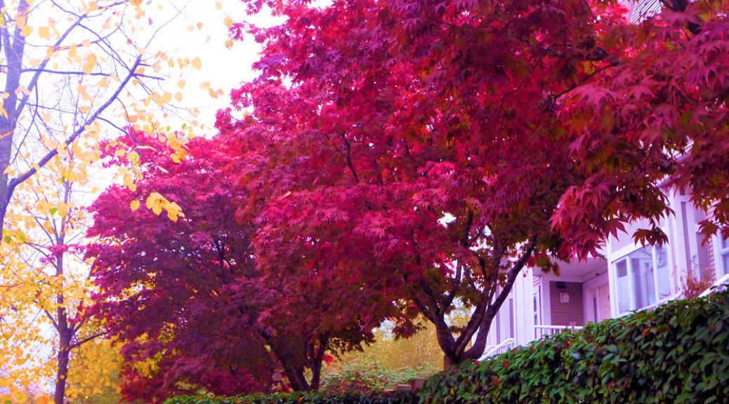 Red blooms in Vancouver