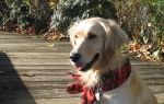 Bailey on the boardwalk