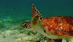 Curacao, November 2015 First turtle this year
