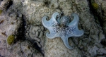 Common octopus, Bonaire