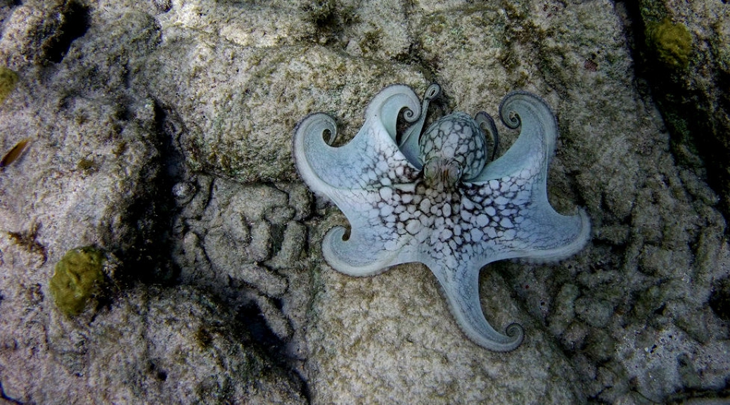 Common octopus, Bonaire