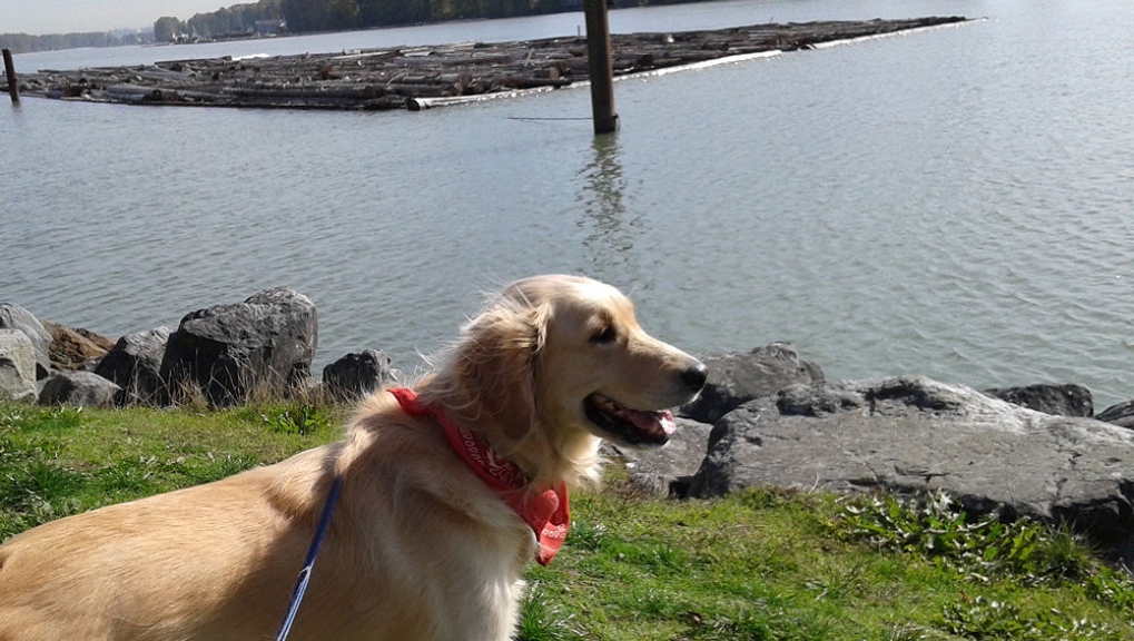 Bailey loves the river