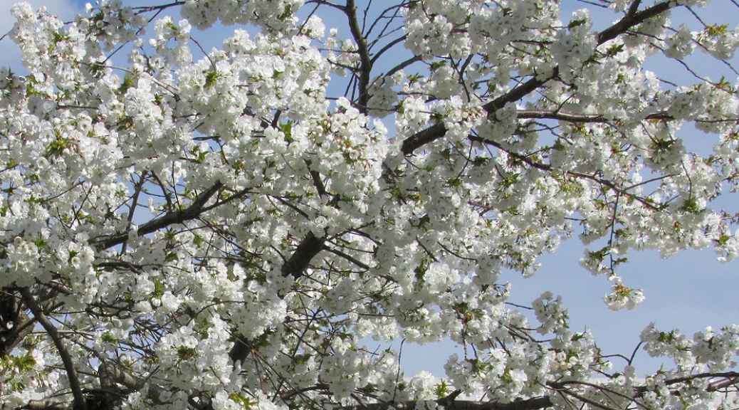 Blossoms on the trail