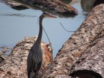 The Great Blue Heron