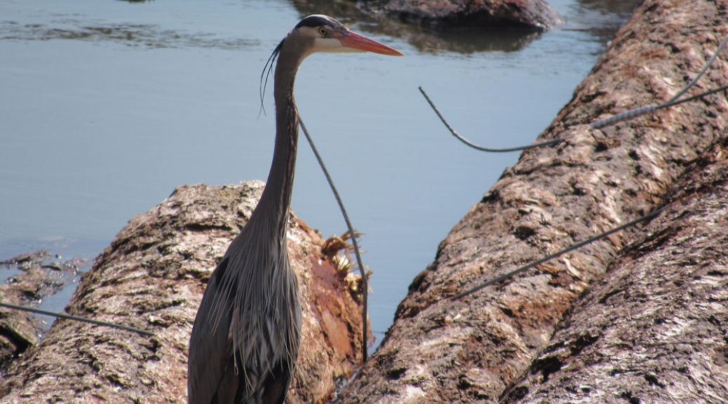 The Great Blue Heron