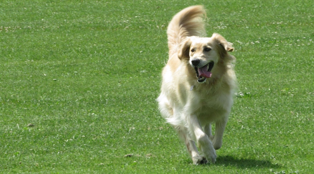 Bailey in flight