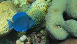 A little blue tang