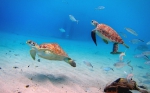Turtles at Playa Grandi