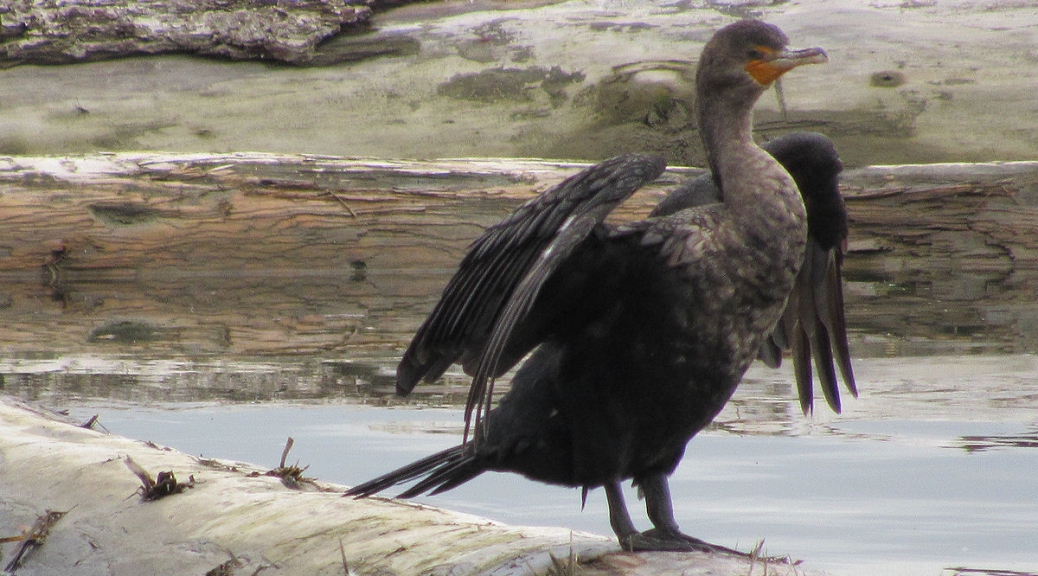 Some kind of cormorant