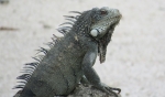 Big iguana
